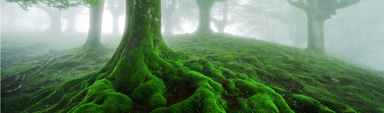Never Underestimate the Intelligence of Trees Never Underestimate the Intelligence of Trees