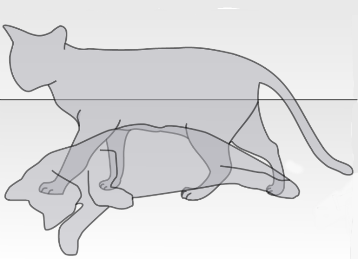 Risultati immagini per Schrödinger-cat