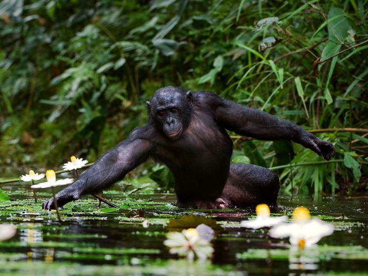 chimps and the zen of falling water facts so romantic nautilus